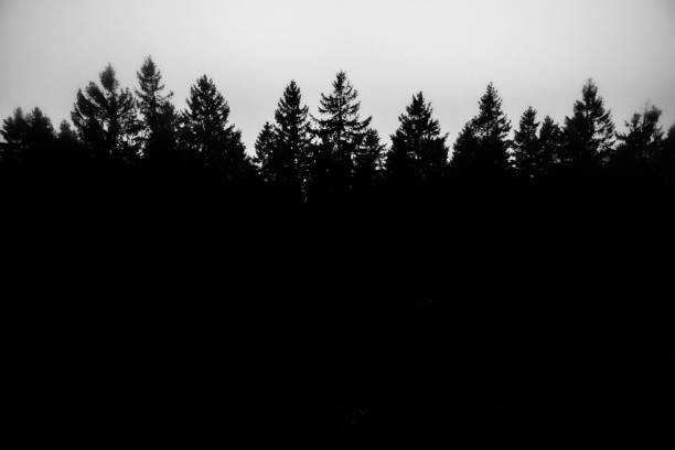 istock Black and white silhouette of treetops in the forest 1276859664