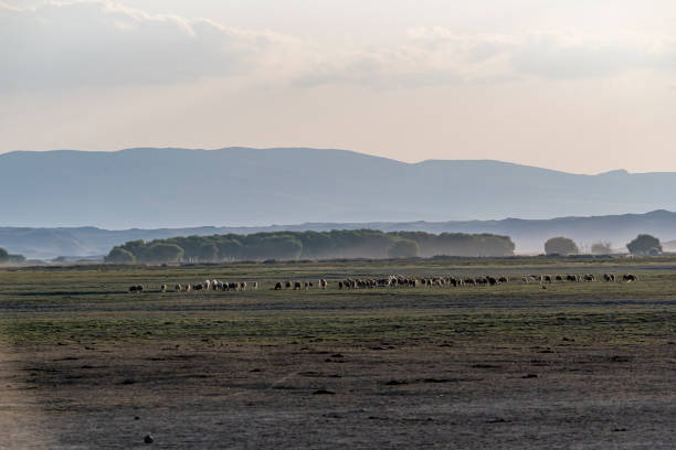 istock Herd of sheep grazing in the plain 1276860013