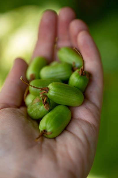 istock Handful of Hardy Kiwi fruit 1276861846