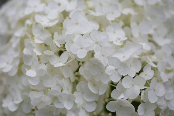 Annabelle Hydrangea, Close up full frame texture of flowers