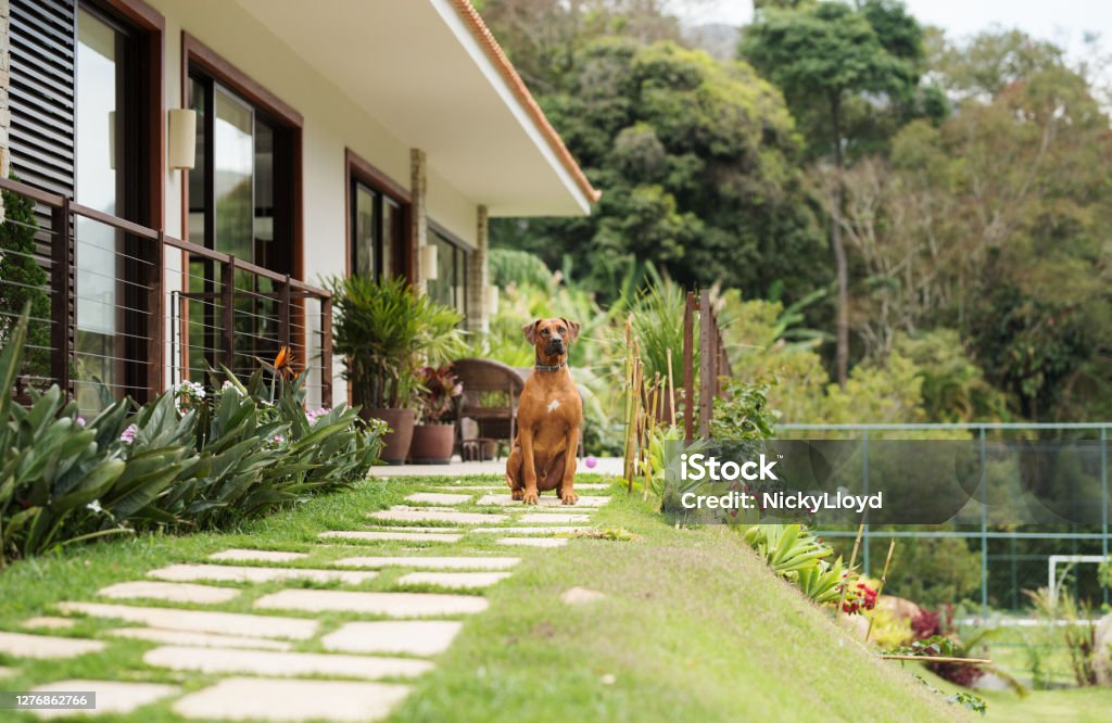 Good dog guarding a house Shot of a brown dog standing outside house and guarding Dog Stock Photo