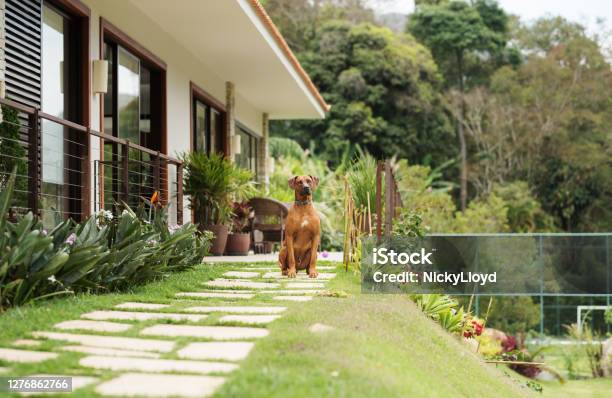 Good Dog Guarding A House Stock Photo - Download Image Now - Dog, House, Yard - Grounds
