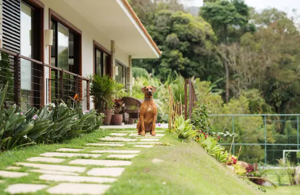 Shot of a brown dog standing outside house and guarding
