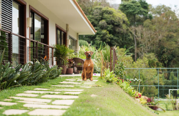 bom cão guardando uma casa - obedience pets loneliness looking at camera - fotografias e filmes do acervo