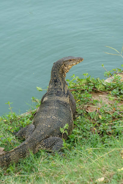 방콕의 연못에 의해 물 모니터 도마뱀 - water monitor 뉴스 사진 이미지