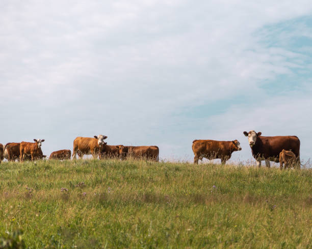 istock Cows in a pasture in summer 1276866397