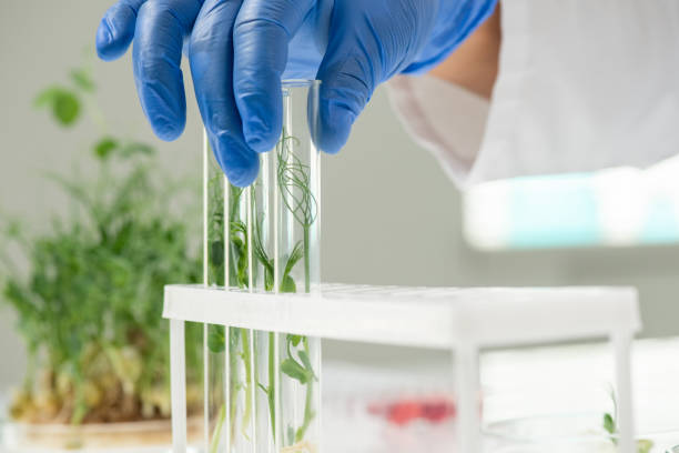 istock Laboratory worker putting flask containing lab-grown soy sprout next to others 1276867118