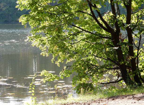 Landscape painting showing trees and river on a beautiful sunny day.