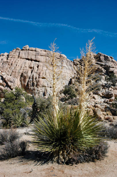 istock Joshua Tree National Park - Double Yuccas & Rocky Hills 1276870939