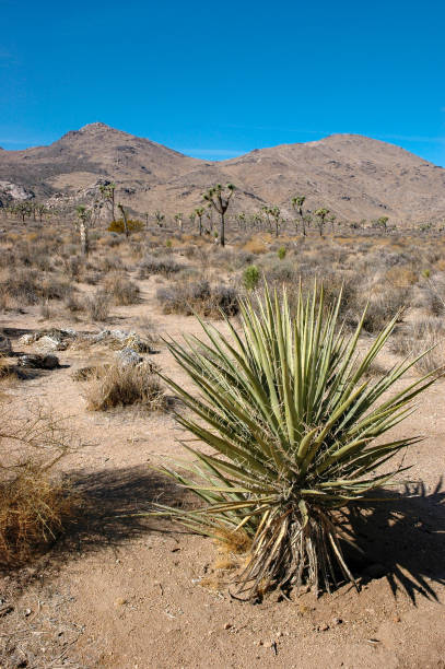 istock Joshua Tree National Park - Yucca & Joshua Tree Forest 1276870950