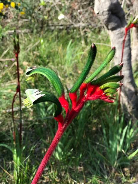 istock Red-and-Green Kangaroo Paw (Anigozanthos manglesii) 1276870975