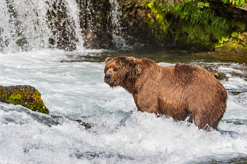 Alaska Brown Bear, Ursus arctos, fishing for Sockeye Salmon, Oncorhynchus nerka, Brooks River and Waterfalls, Katmai National Park, Alaska. Catching salmon at the Brooks River waterfall.