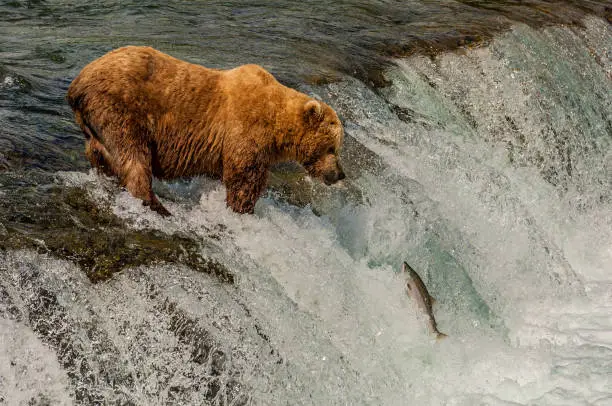 Alaska Brown Bear, Ursus arctos, fishing for Sockeye Salmon, Oncorhynchus nerka, Brooks River and Waterfalls, Katmai National Park, Alaska. Catching salmon at the Brooks River waterfall.