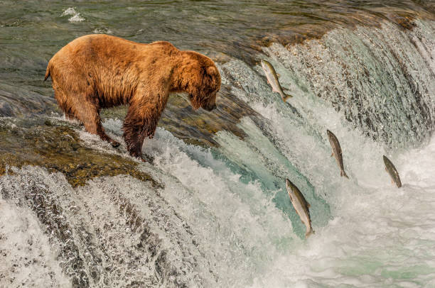 alaska brown bear, ursus arctos, pesca de sockeye salmon, oncorhynchus nerka, brooks river and waterfalls, parque nacional katmai, alaska. captura de salmón en la cascada del río brooks. - brown bear alaska katmai national park animal fotografías e imágenes de stock