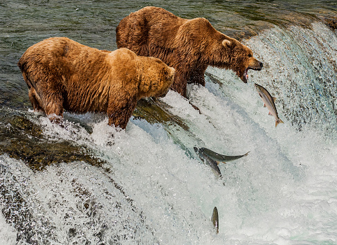 Alaska Brown Bear, Ursus arctos, fishing for Sockeye Salmon, Oncorhynchus nerka, Brooks River and Waterfalls, Katmai National Park, Alaska. Catching salmon at the Brooks River waterfall. Mouth open to catch the salmon.
