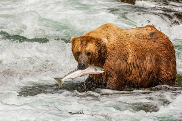 alaska brown bear, ursus arctos, pesca de sockeye salmon, oncorhynchus nerka, brooks river and waterfalls, parque nacional katmai, alaska. captura de salmón en la cascada del río brooks. - brown bear alaska katmai national park animal fotografías e imágenes de stock