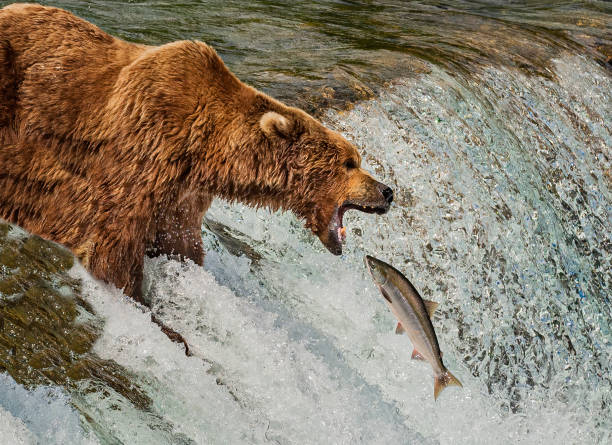 alaska brown bear, ursus arctos, pesca de sockeye salmon, oncorhynchus nerka, brooks river and waterfalls, parque nacional katmai, alaska. captura de salmón en la cascada del río brooks. - bear hunting fotografías e imágenes de stock