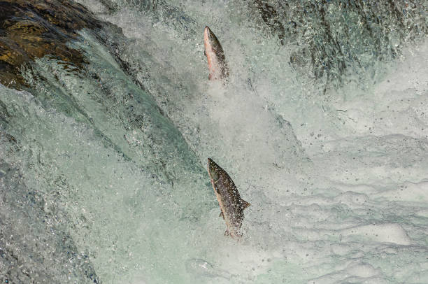 ブルックス川の滝、カトマイ国立公園、アラスカ、オンコリンコスネルカ、ファミリーサルモニダエでジャンプするソックアイサーモン。スポーンするためにボースの川に戻ります。 - pacific salmon ストックフォトと画像
