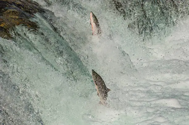 Sockeye Salmon jumping at the Falls on the Brooks River, Katmai National Park, Alaska, Oncorhynchus nerka, Family Salmonidae. Returning to the river of borth to spawn.
