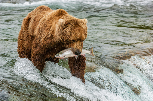 close up of a Grizzly Bear with a salmon in its mouth
