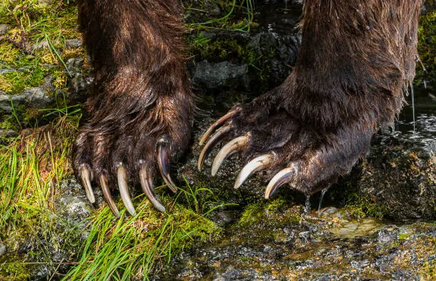 Claws of a Alaska Brown Bear, Ursus arctos, fishing for Sockeye Salmon, Oncorhynchus nerka, Brooks River and Waterfalls, Katmai National Park, Alaska. Close-uo of the claws on the front legs of the bear.