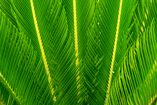 Selective focus blurred image of palm leaves. Green nature tropical background