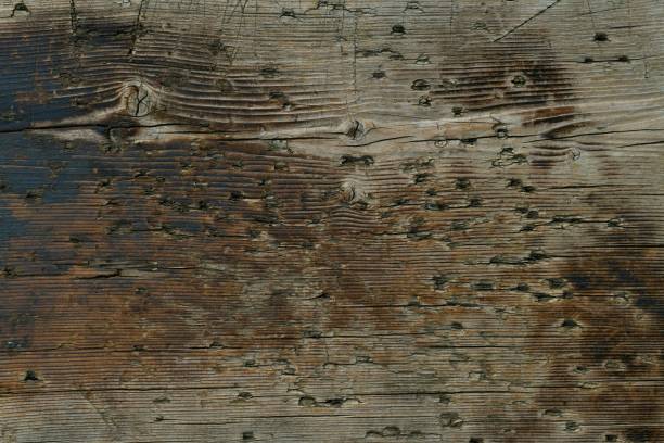 A wooden aged background from a one piece board with bitches and dents damage from sharp stabbing objects.