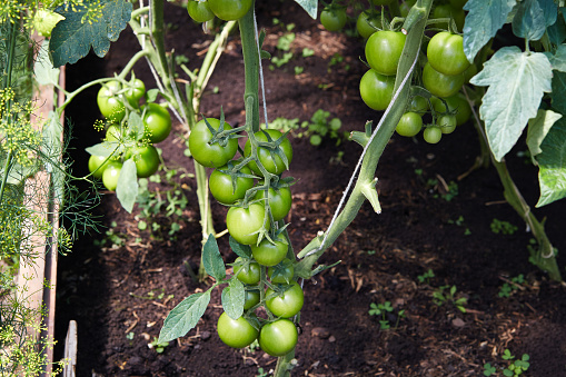 Unripe tomatoes on a branch in the ground in a greenhouse. Green organic tomatoes in the vegetable garden.
