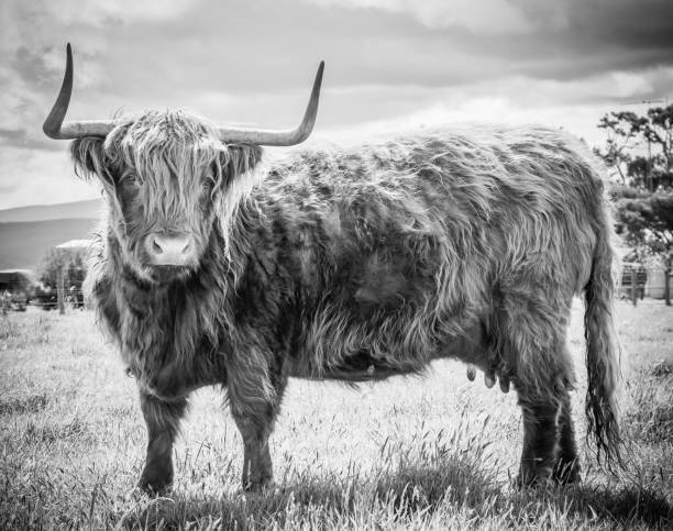 istock Red Betty in black and white 1276879200