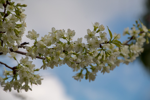 Blooming spring apple tree branch with white flowers in garden against bright blue sky spring natural background photo. Design template with copy space. Springtime blossom season gardening concept.