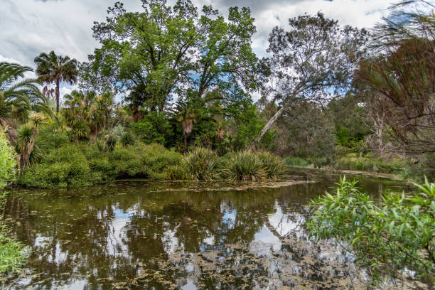 istock Diversity of nature at the Melbourne Botanical Gardens 1276880514