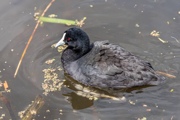 istock Eurasian Coot (Fulica atra) at the Melbourne Botanical Gardens 1276880538