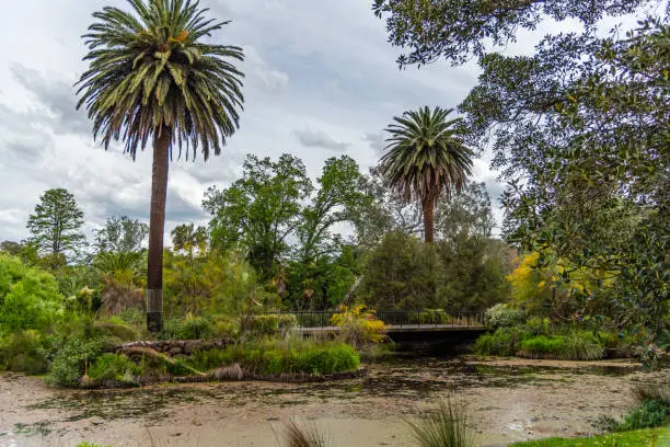 Melbourne, Victoria / Australia - 11/06/2019 Diversity of nature at the Melbourne Botanical Gardens