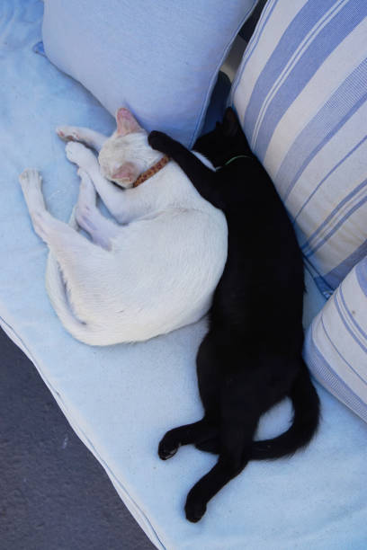 istock Black cat and white cat cuddling on a couch 1276880705