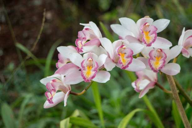 Wild white and pink lad slipper