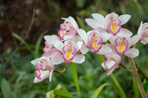 Closeup shot of white and pink lady slipper from a tropical forest. North of Thailand