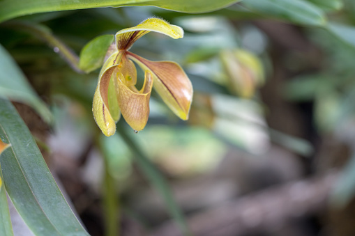 A closeup wild lady slipper from a tropical forest of Thailand