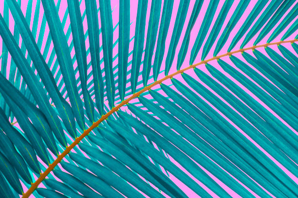 coconut leaves on pink background, clipping path included.
