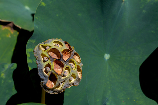 Lotus seeds in green cone shaped head or pod stands above water. Lotus seed offers nutrition and dietary minerals. It used in oriental dishes and traditional medicine cool body down. Selective focus