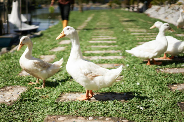istock A Flock Of Ducks Walking On Lawn 1276886098