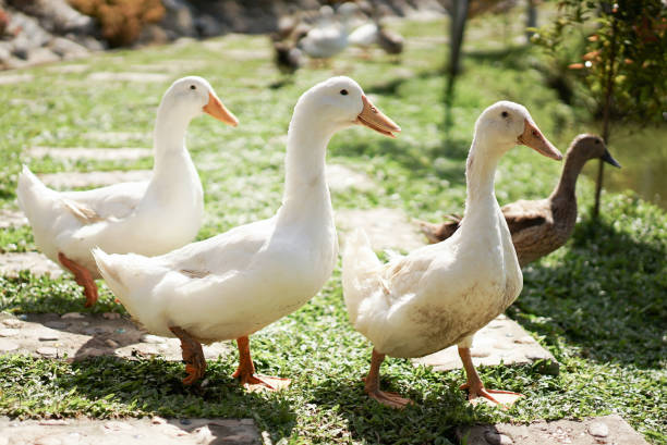 istock A Flock Of Ducks Walking On Lawn 1276886101