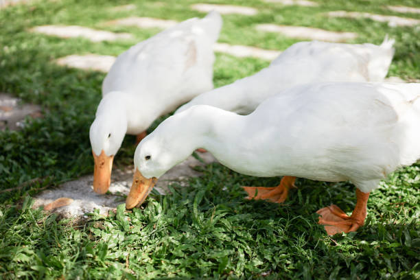 istock A Flock Of Ducks Walking on Lawn 1276886348