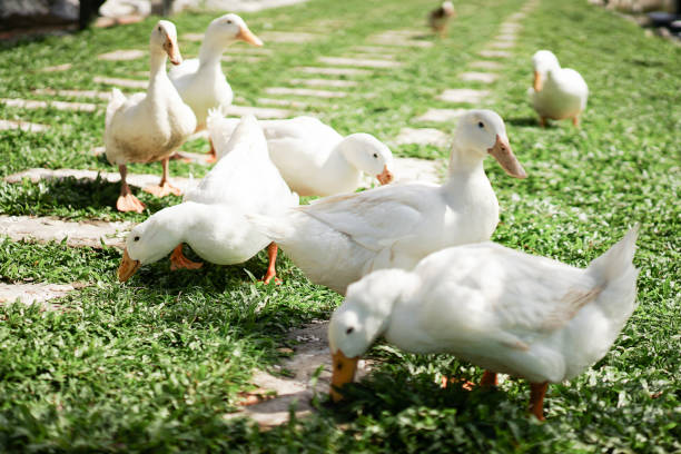 istock A Flock Of Ducks Walking On Lawn 1276886355