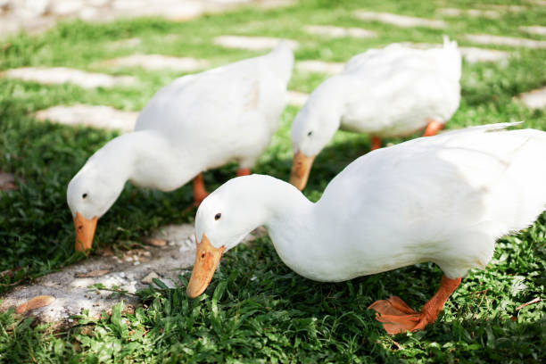 istock A Flock Of Ducks Walking On Lawn 1276886357