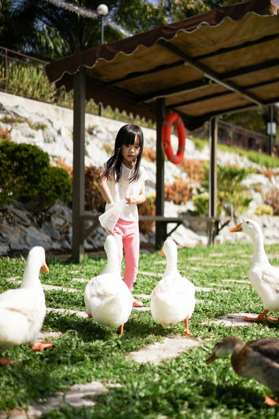 istock Girl Feeding Ducks 1276886362
