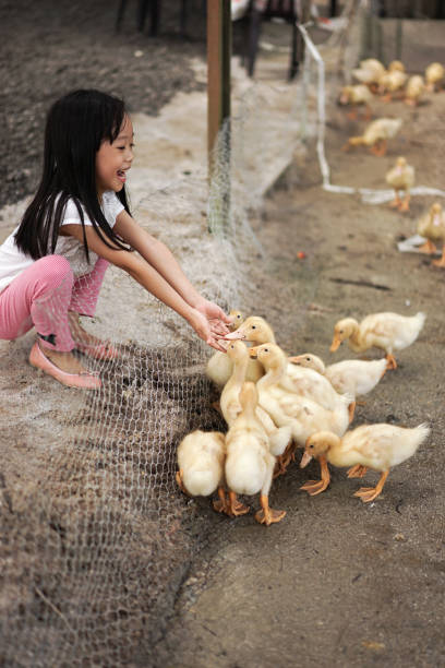 istock Girl Feeding Ducklings 1276887055