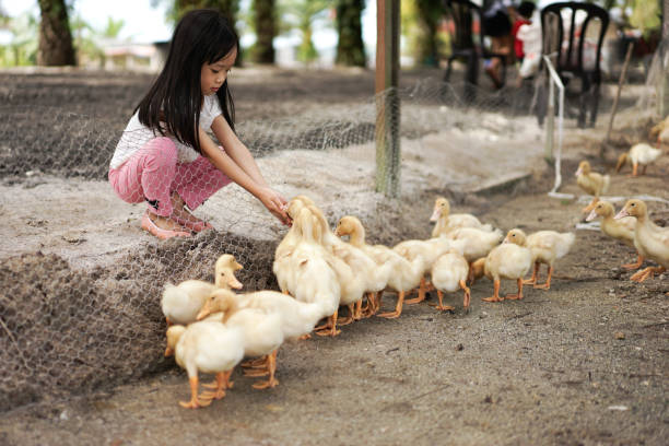 istock Girl Feeding Ducklings 1276887075