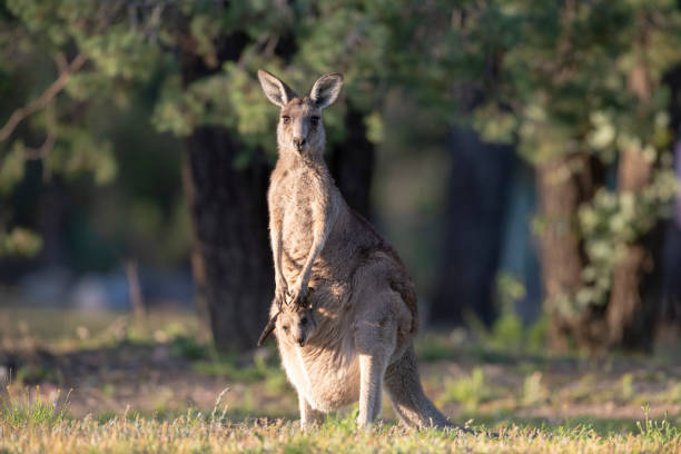 istock Kangaroos in the forest country 1276887138
