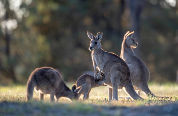 istock Kangaroos in the forest country. 1276887141