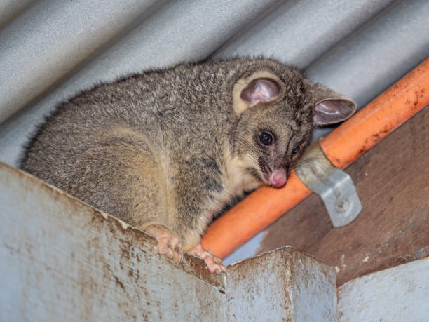 istock A Brushtail Possum on a Roof 1276889914